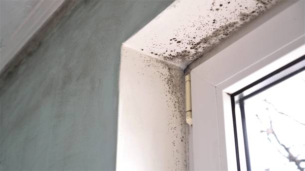 Best Home Mold Removal  in Redwater, TX