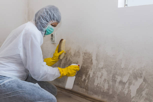 Best Residential Mold Removal  in Redwater, TX