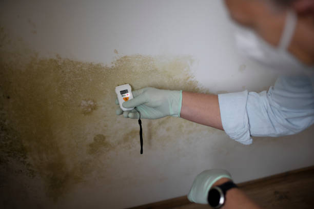 Best Local Mold Removal Service  in Redwater, TX