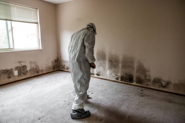 Best Toxic Mold Removal  in Redwater, TX