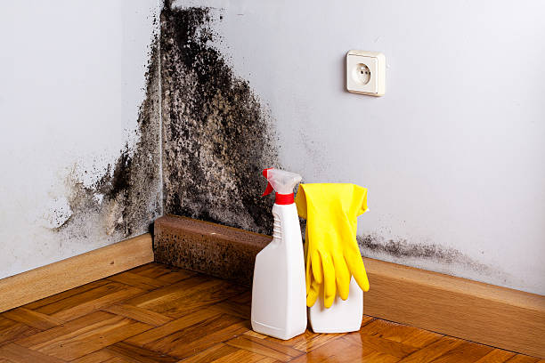Best Mold Testing  in Redwater, TX