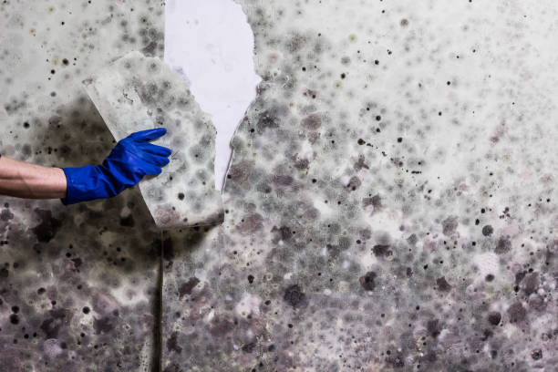 Mold Testing and Removal in Redwater, TX