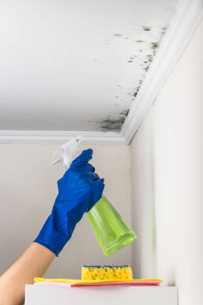 Best Mold Damage Repair  in Redwater, TX